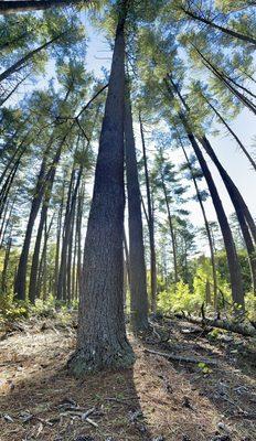 Belleplain walking trail