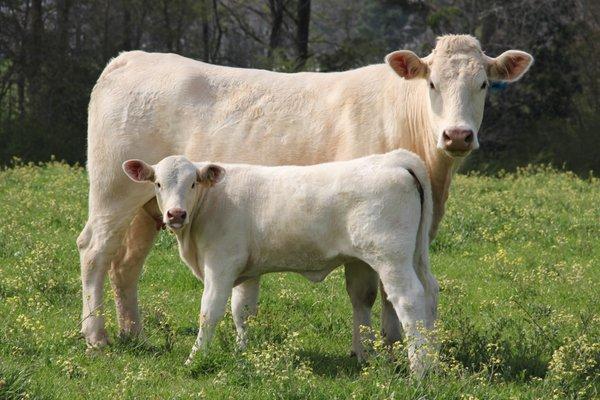 Rogers Bar HR Charolais Cow and Calf