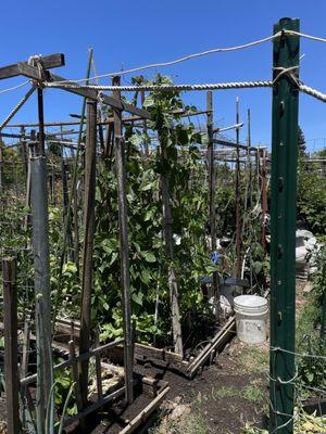 Bean trellis