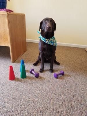 Stop by to meet our new Spectrum-Fluvanna mascot, Shasta!  As you can see, she's enthusiastic about exercise, and thinks you should be too!