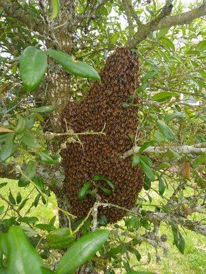 This nice little swarm landed in someone's front yard in northwest Houston. It now lives a few miles away in a horse pasture.