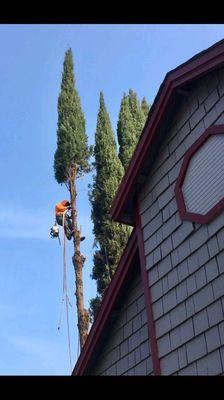 Urizar Tree Service