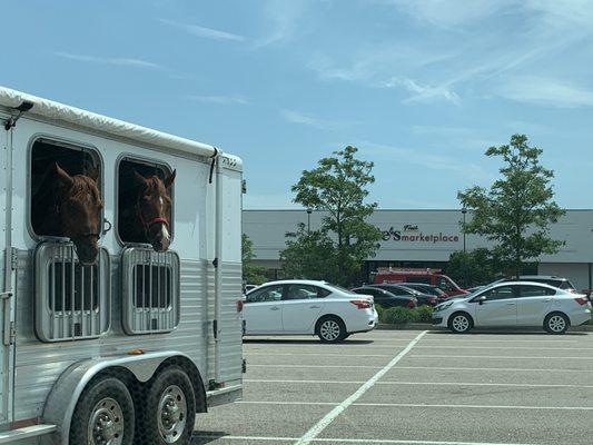 The horses recommend the carrots.