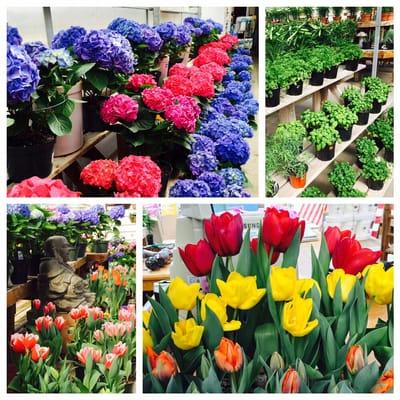 Our greenhouse is bursting with colorful flowers , herbs , & much more !