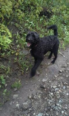 Dogs (like our buddy Angus here) get great exercise on Merry Pets hikes and walks.