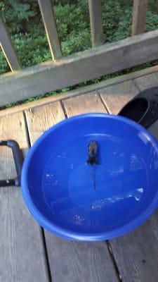 Mouse found the first night we stayed in the hillside cabins at adventure village. This bowl was in the sink in the kitchen. Pics are1000wds