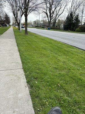 Don't mind my shoes, look at the beautiful grass.