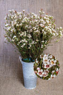 Waxflower - Blondie: One of dozens of varieties of Waxflower grown annually in our fields.