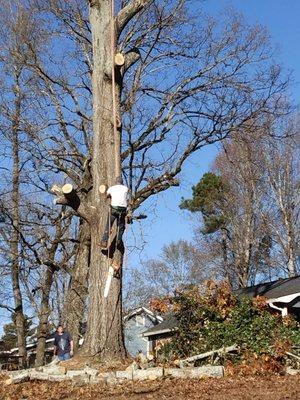 Meet Eric Folds one of our climbers. He is removing a tree for one of our customers