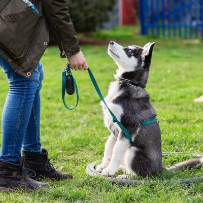 Bond Animal Training