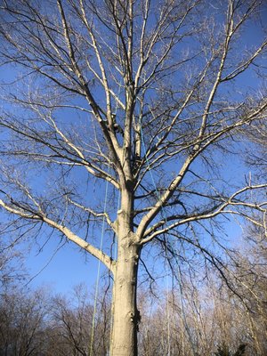 Going out on limbs chasing deadwood.