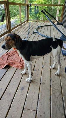 Beautiful stray hunting dog ..... no collar..... 4 days on Watia rd. Finally made her way up to the YMCA Camp. She appears to be friendly.