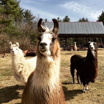 Llama greetings!