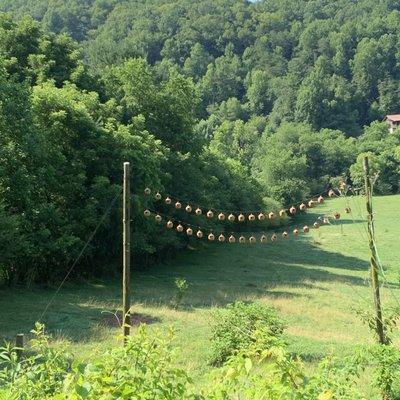 Pumpkins drying