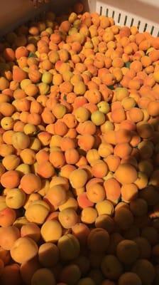 Apricot Season!