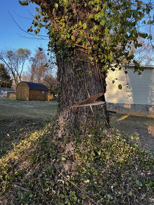 Log and stump removal