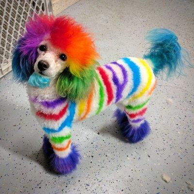 Creative grooming with vegan dog dye. Ferris is a rainbow poodle inspired by fruit stripe gum.