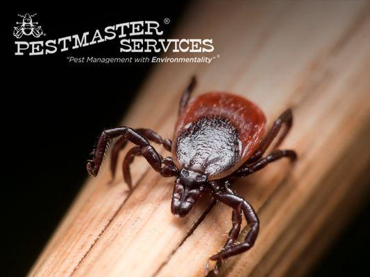 Pestmaster Services