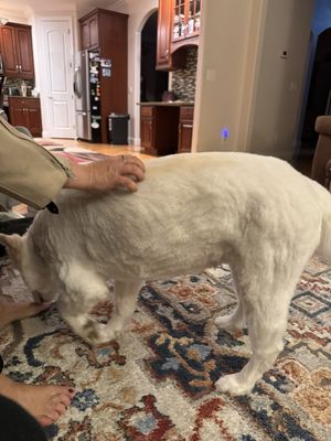 Absolute nightmare of a haircut, my dog looks like it got attacked by a mower