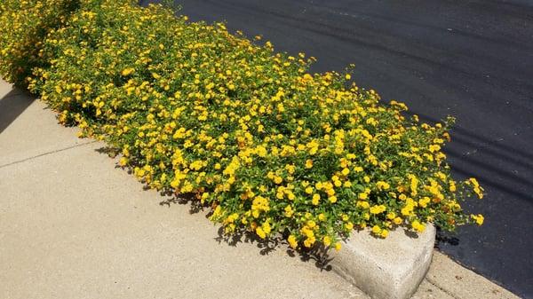 spring flowers