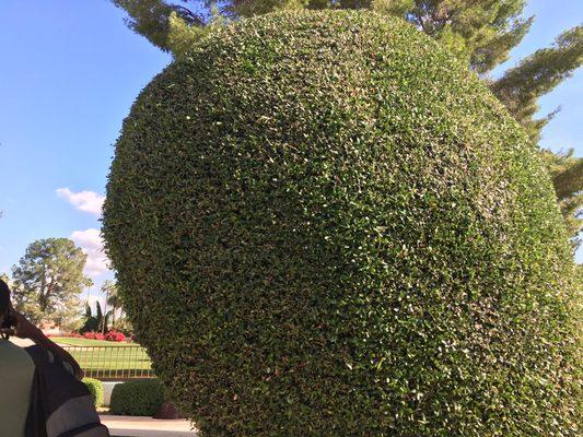 Hedge trimming and shaping