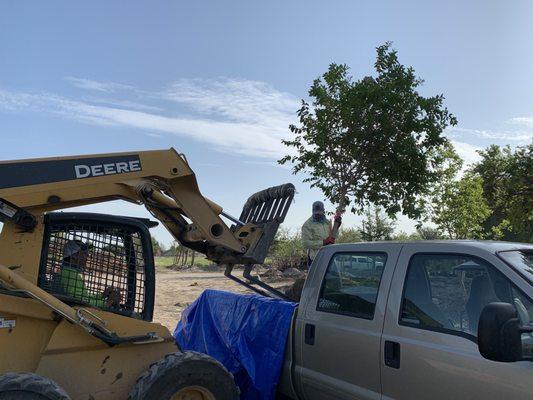 Loading my 3 crepe myrtles