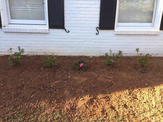 Starting on a new flower bed project! We love  playing in the dirt!