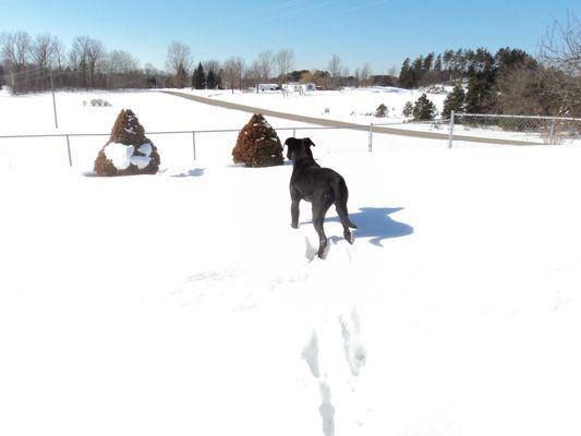 Wexford County Animal Shelter