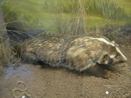 Badger