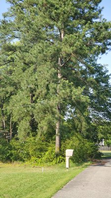 Unfinished tree and parking lot service