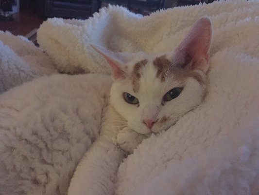 George snoozing on his fleece blanket