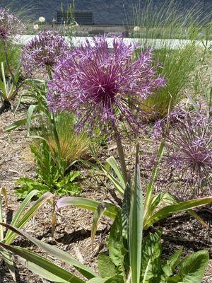 Xeriscape garden