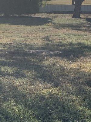 Prairie dog enclosure at Kiwanis Park in Wichita Falls, Texas.