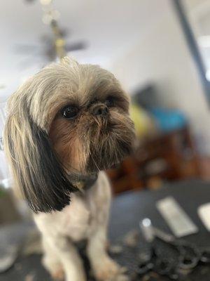 Bath and haircut