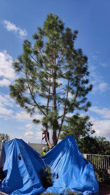 Work almost completed on the large pine tree.