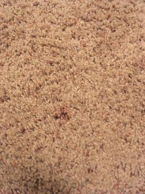 Looks like paint or something... some kind of stain on the carpet after carpet was "shampooed"