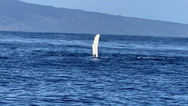 Whale waving goodbye