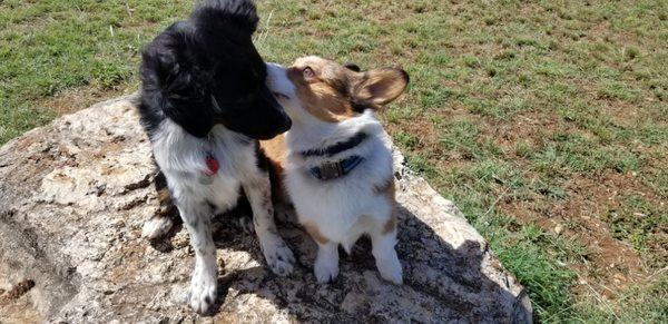 K9 Chamito and K9 Roomba socializing in the park.