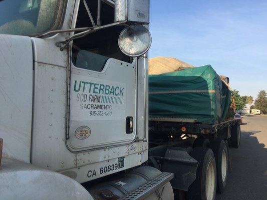 Utterback Sod Farm