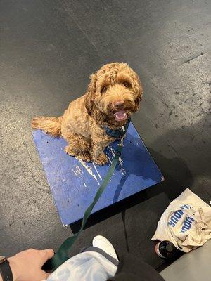 Flynn learning 'table' during agility class