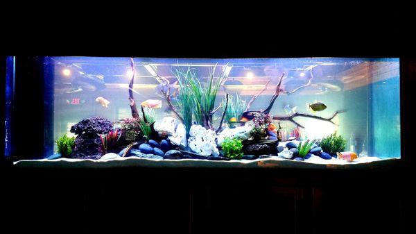 Serene Freshwater Aquascape