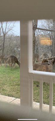 Deer roam in the evening.