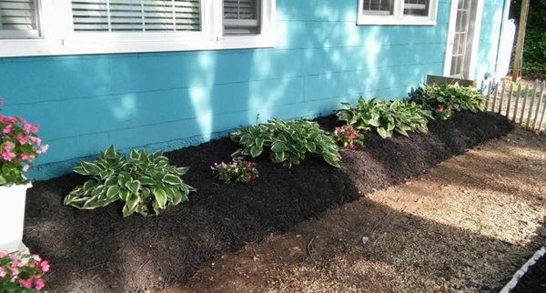 Mulching/ plants