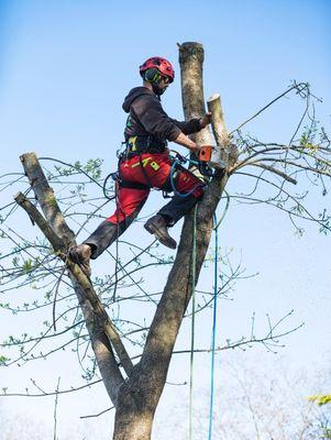 Kansas City Tree Service