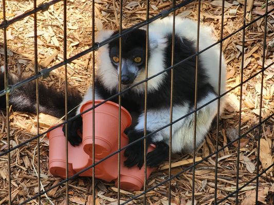 St. Augustine Alligator Farm Zoological Park