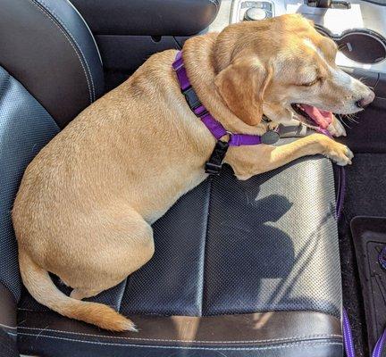 Daddy made me tired at the Horsham Dog Park!