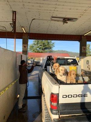 Look at these handsome pups that came thru the car wash today!