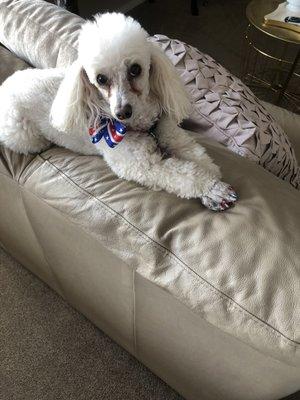 She knows she looks good! (The eyes were clean, but this is days after her visit to Turquoise Poodle and I just loved the pose)!