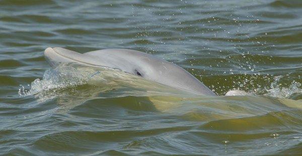 Fun watching the dolphins swim with the boat.