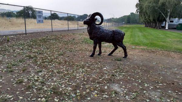 This statue of a longhorn ram is near the park office